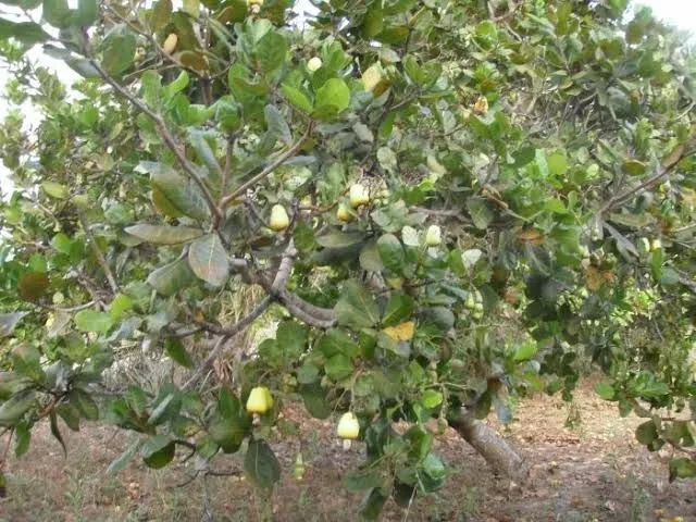 Mudas de Cajueiro Precoce
