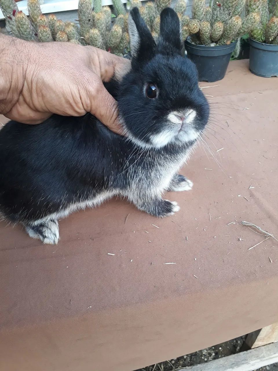 coelho anão netherland dwarf64961612308099120