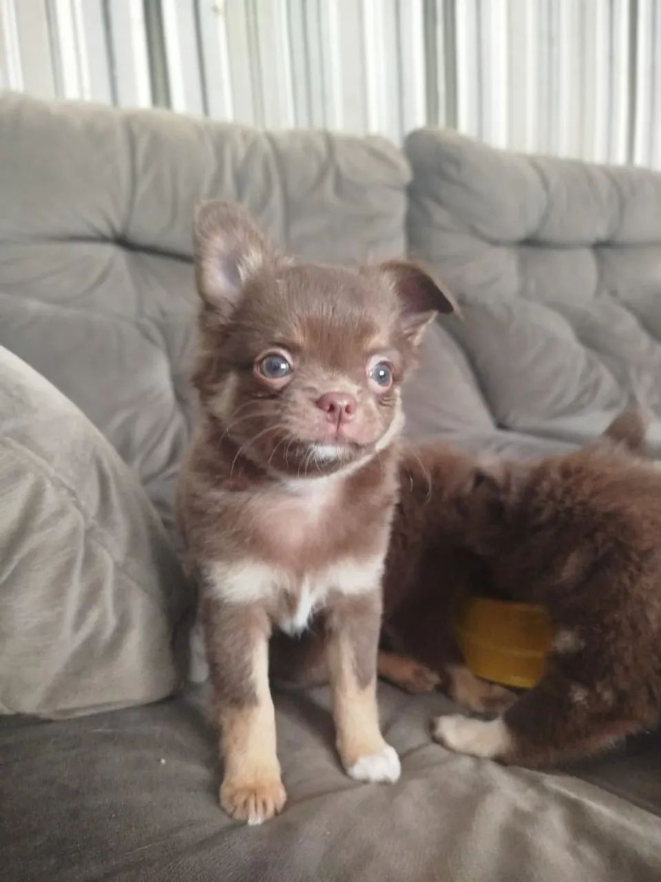 Chihuahua 