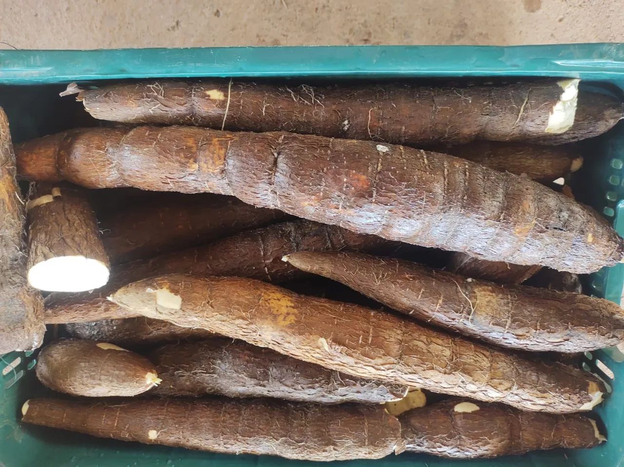 Mandioca fresca para venda - Foto 2