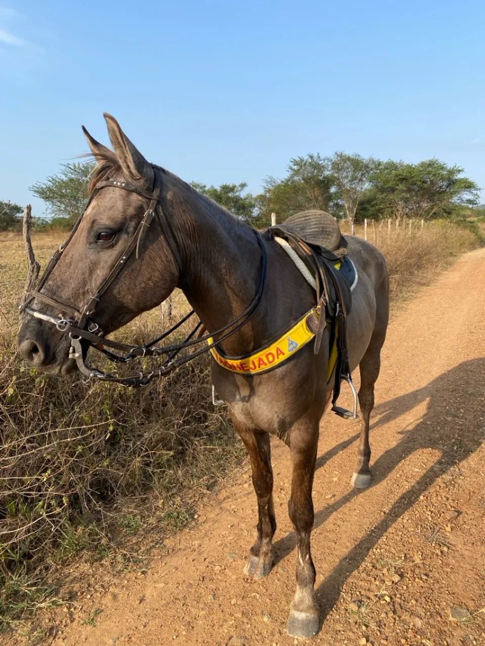Égua mestiça de QM - Foto 4