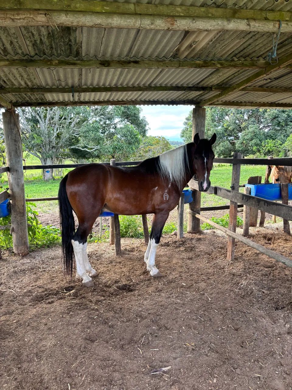 Mangalarga Pampa Puro Registrado Filho do Havaiano Macaé  - Foto 4