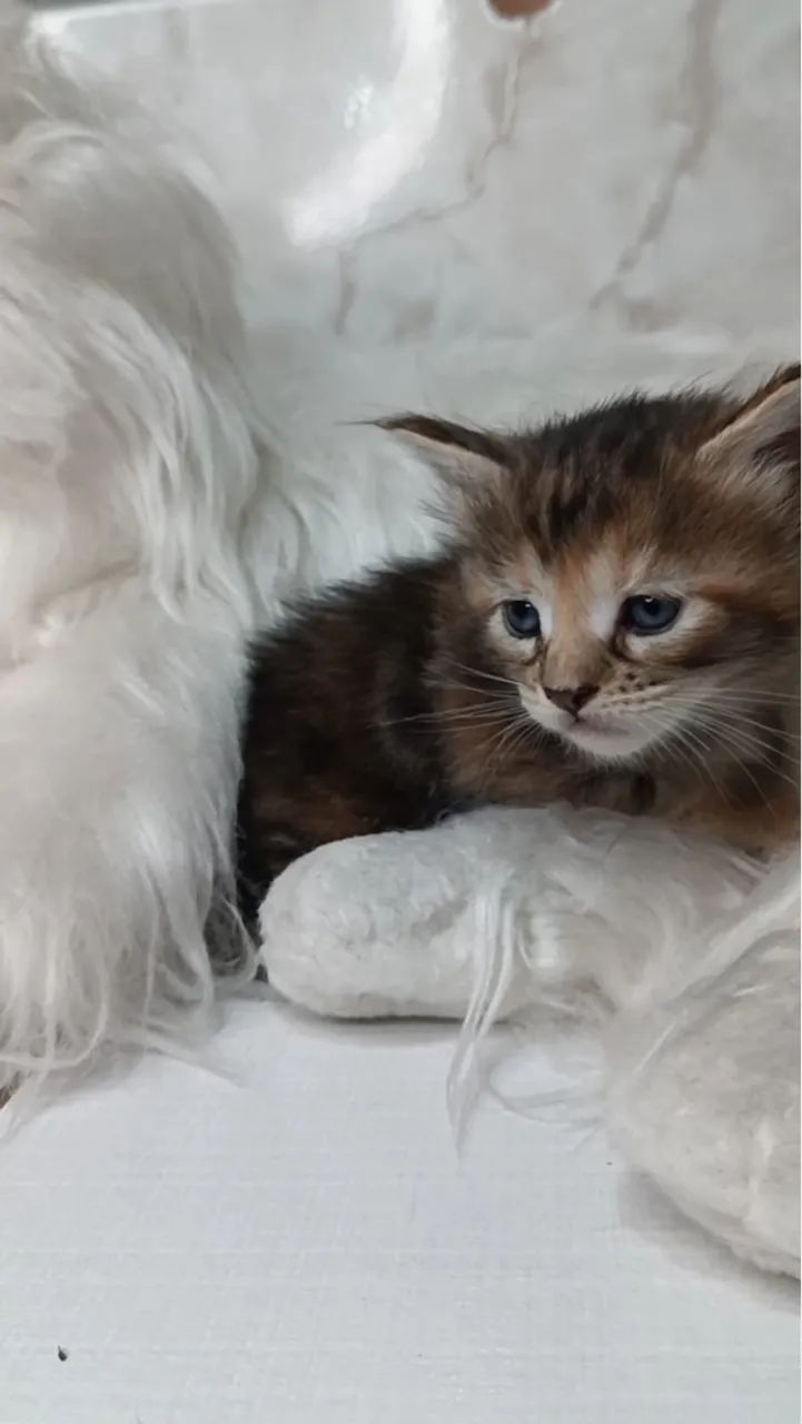 Maine Coon macho - Um gigante gentil pronto para te encantar! - Foto 4