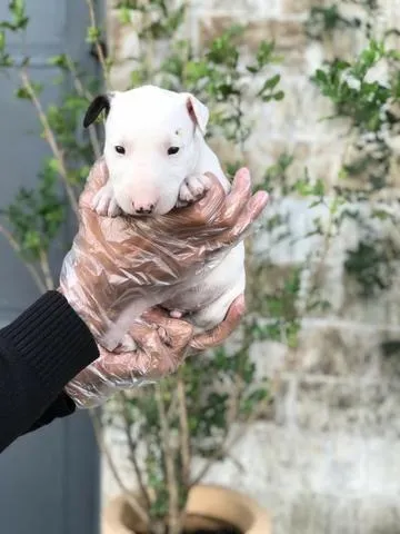 Bull Terrier- Fêmea Branca com 55 dias, a pronta entrega-Dani