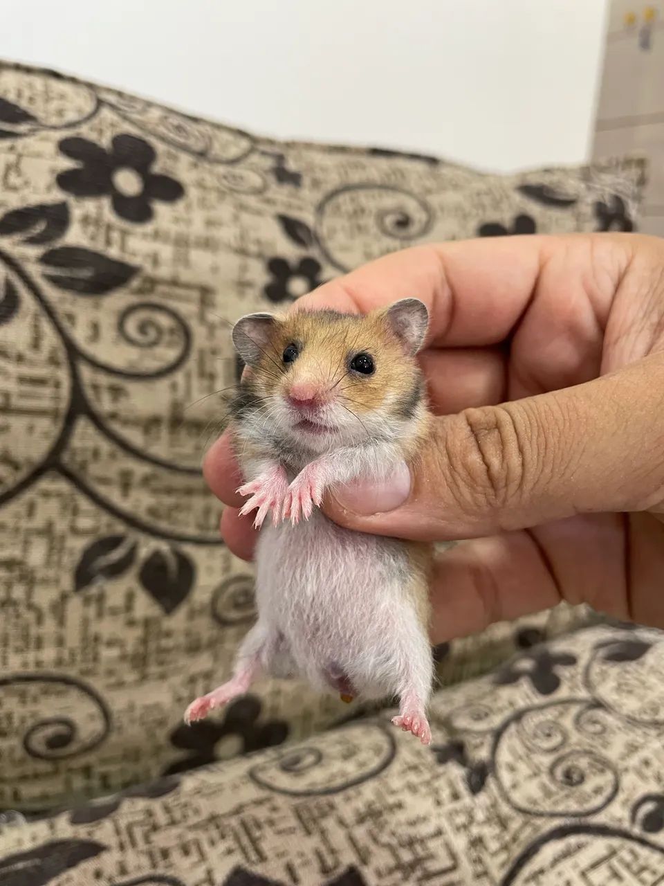 Hamster sírio filhotes - Foto 3