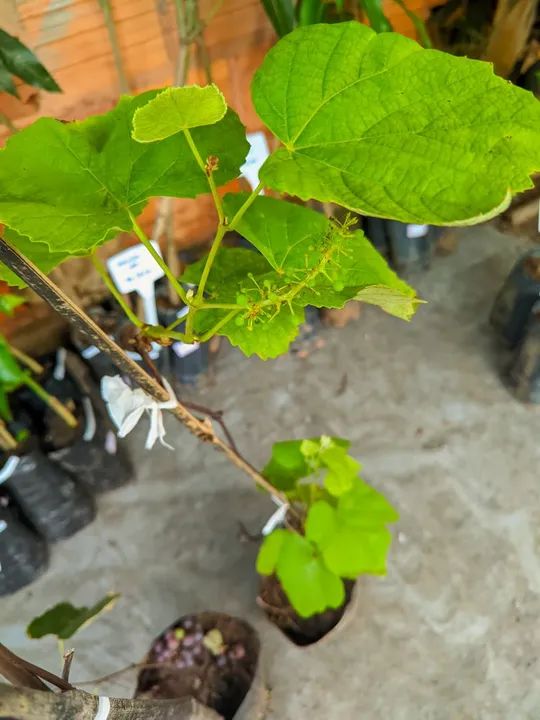 Mudas de Uva, já produz Promoção  - Foto 3