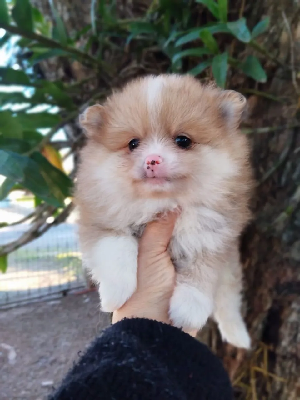 Filhote de Spitz Alemão - Fofo e Charmoso!