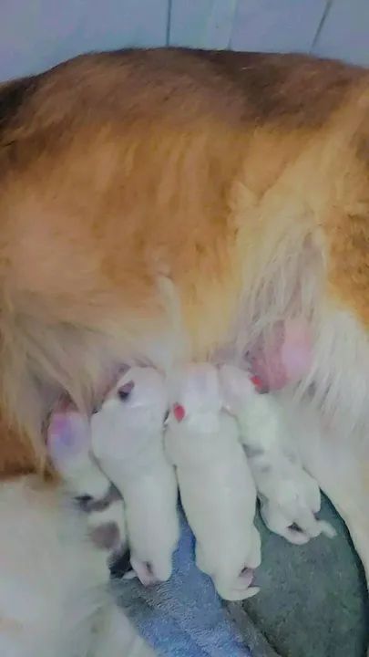 Filhotes de  Border Collie-3 fêmeas disponível  - Foto 6