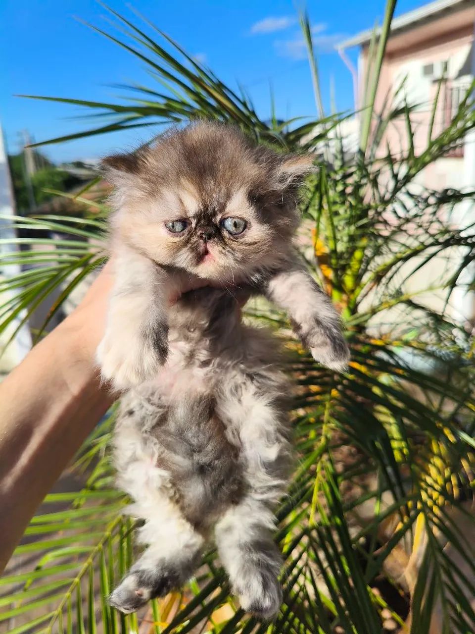 PERSA TopShow - Filhote FÊMEA - Foto 4