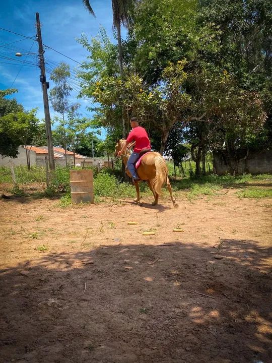 GARANHÃO QM INICIANDO NOS TRÊS TAMBORES  - Foto 3