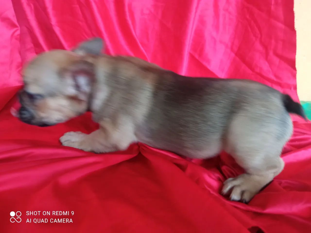  Bulldog Francês FÊMEAS  - Foto 4