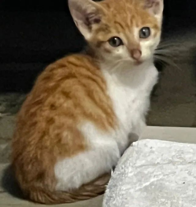Doação: Gatos Filhotes Lindos - Foto 2