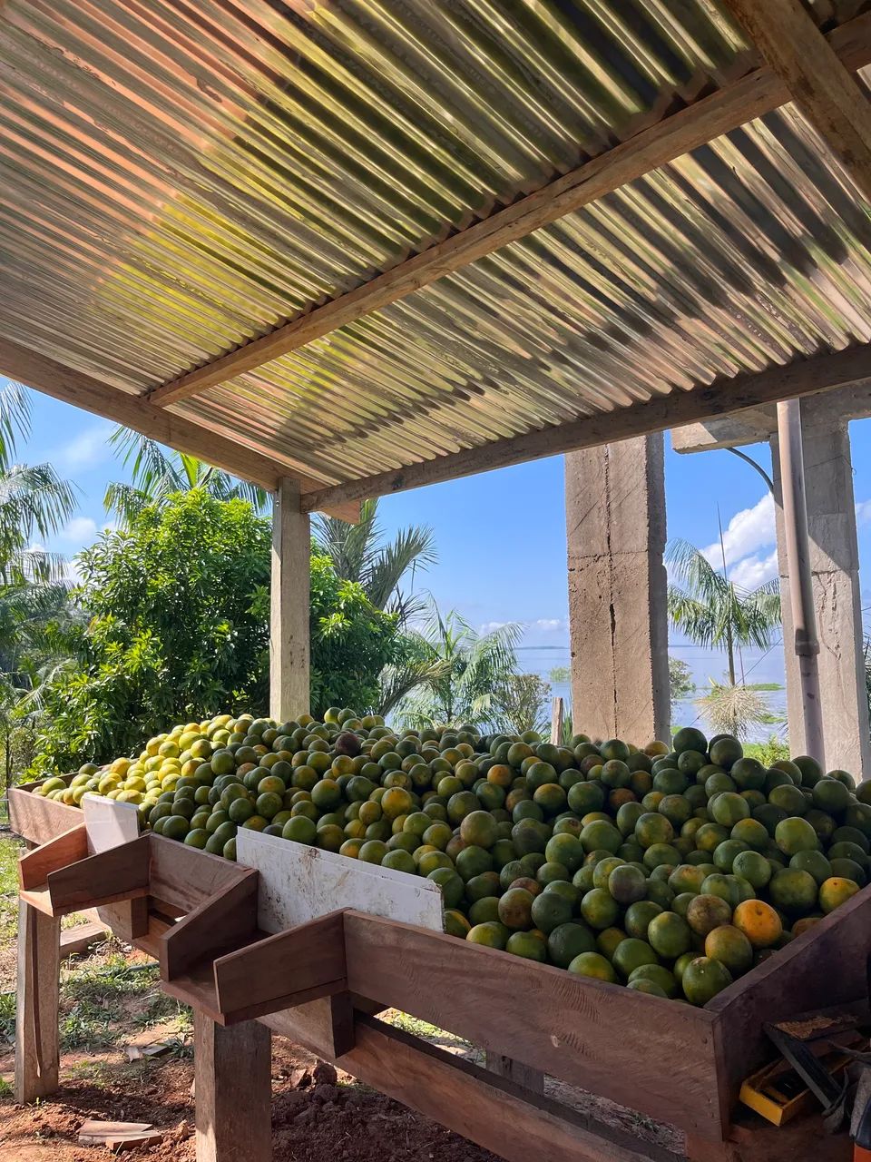 Laranja para feiras, lanches e mercados  - Foto 2