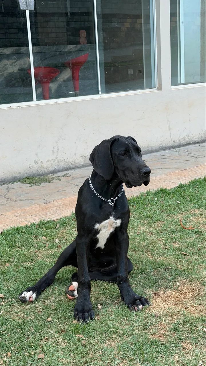 Dogue alemão 