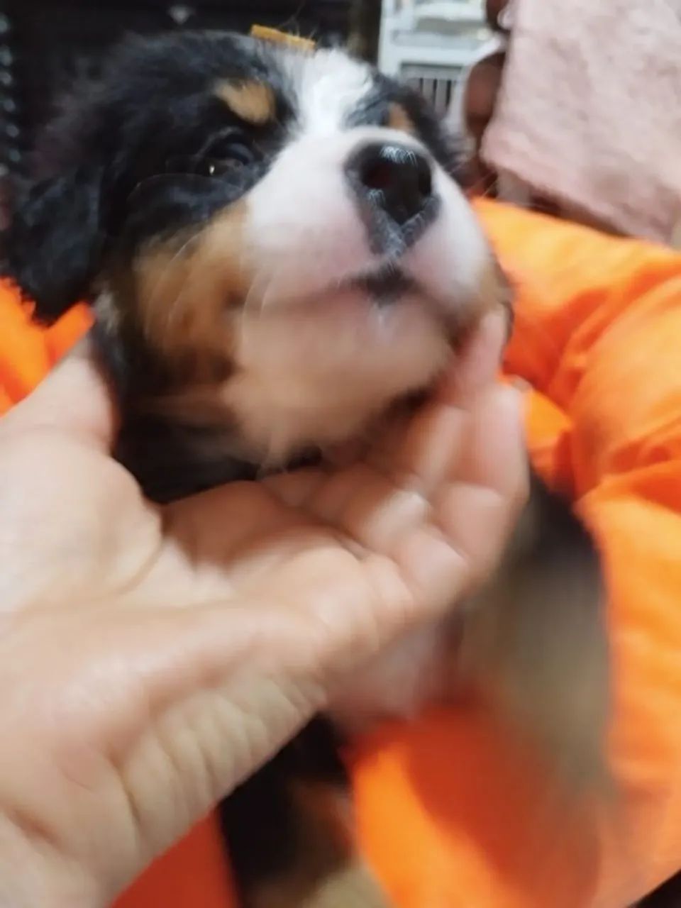 Bernese montaindog  - Foto 2