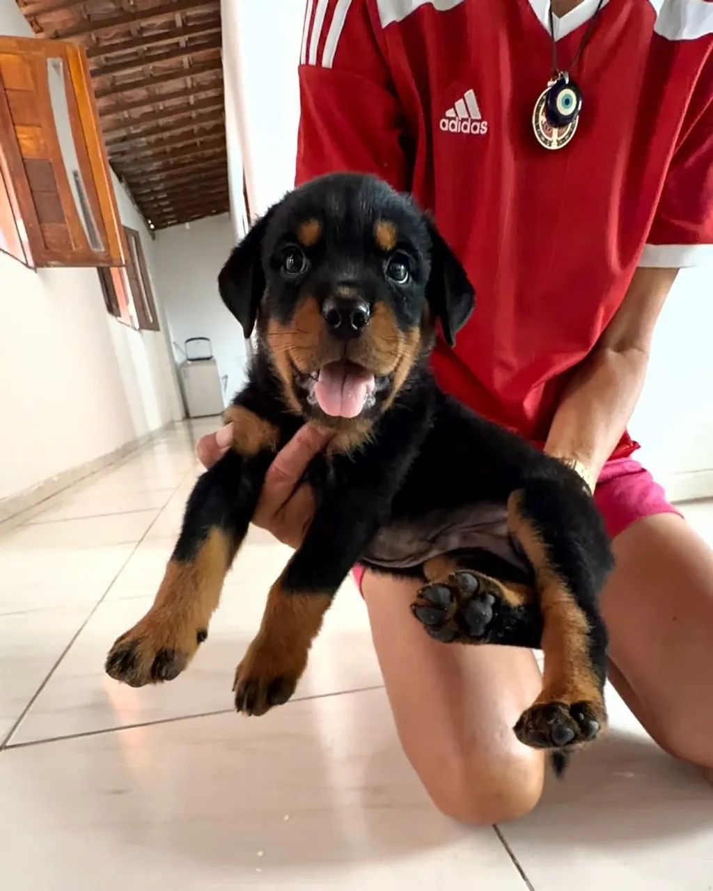Rottweiler filhote - Foto 4