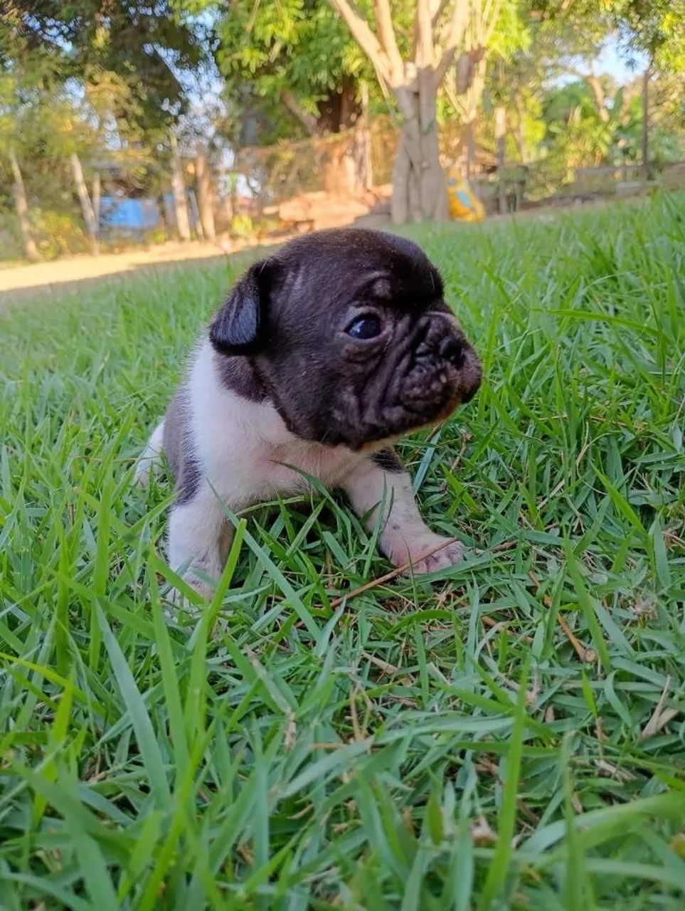 Buldogue francês 