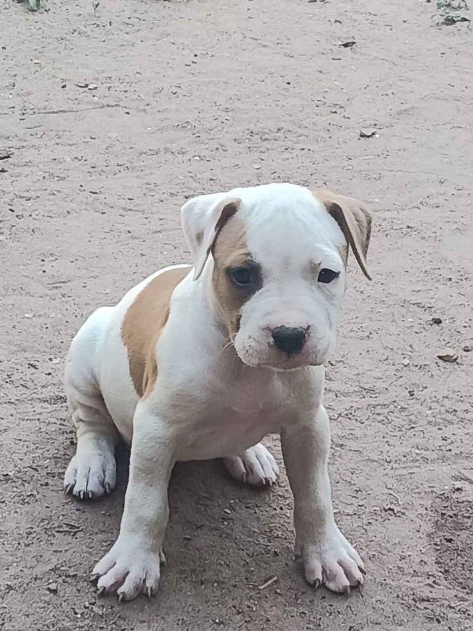 Filhotes de pitbull  - Foto 4