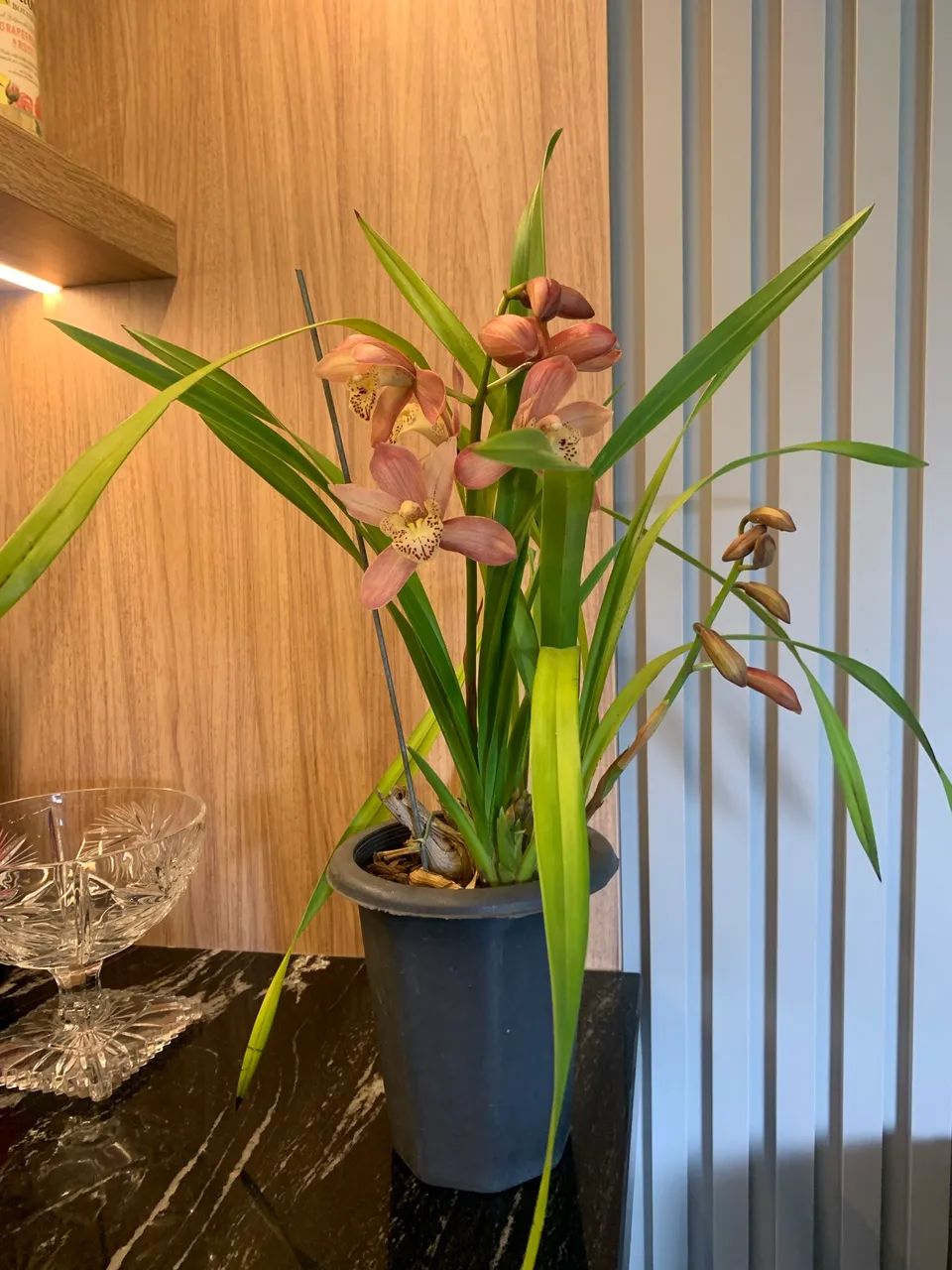 Orquídea Cymbidium  - Foto 2