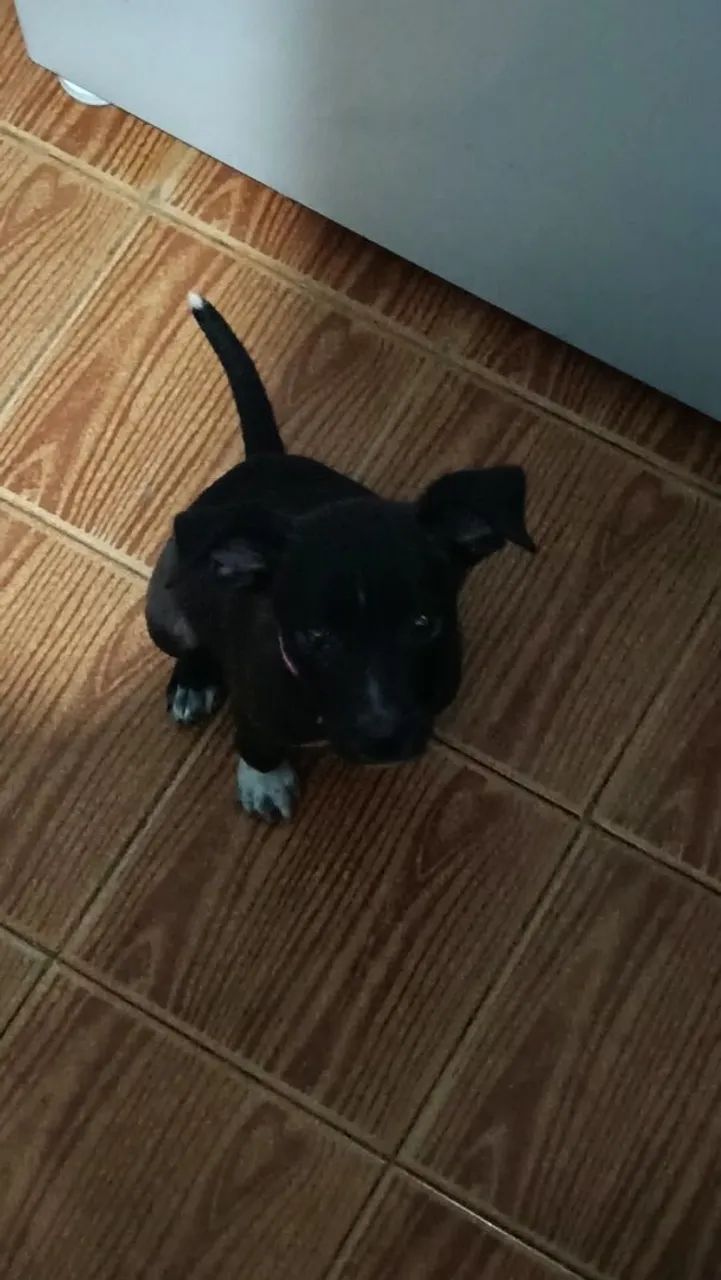 adoção  - Foto 3