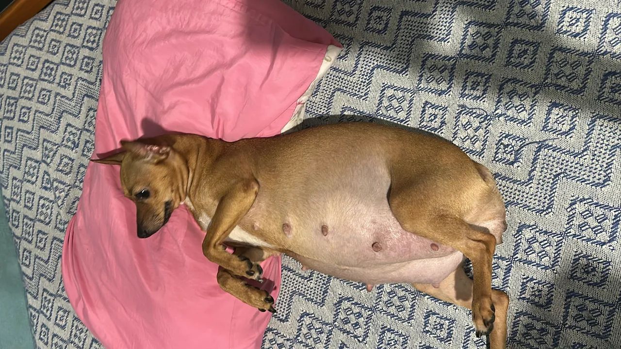 Filhote disponível  - Foto 4