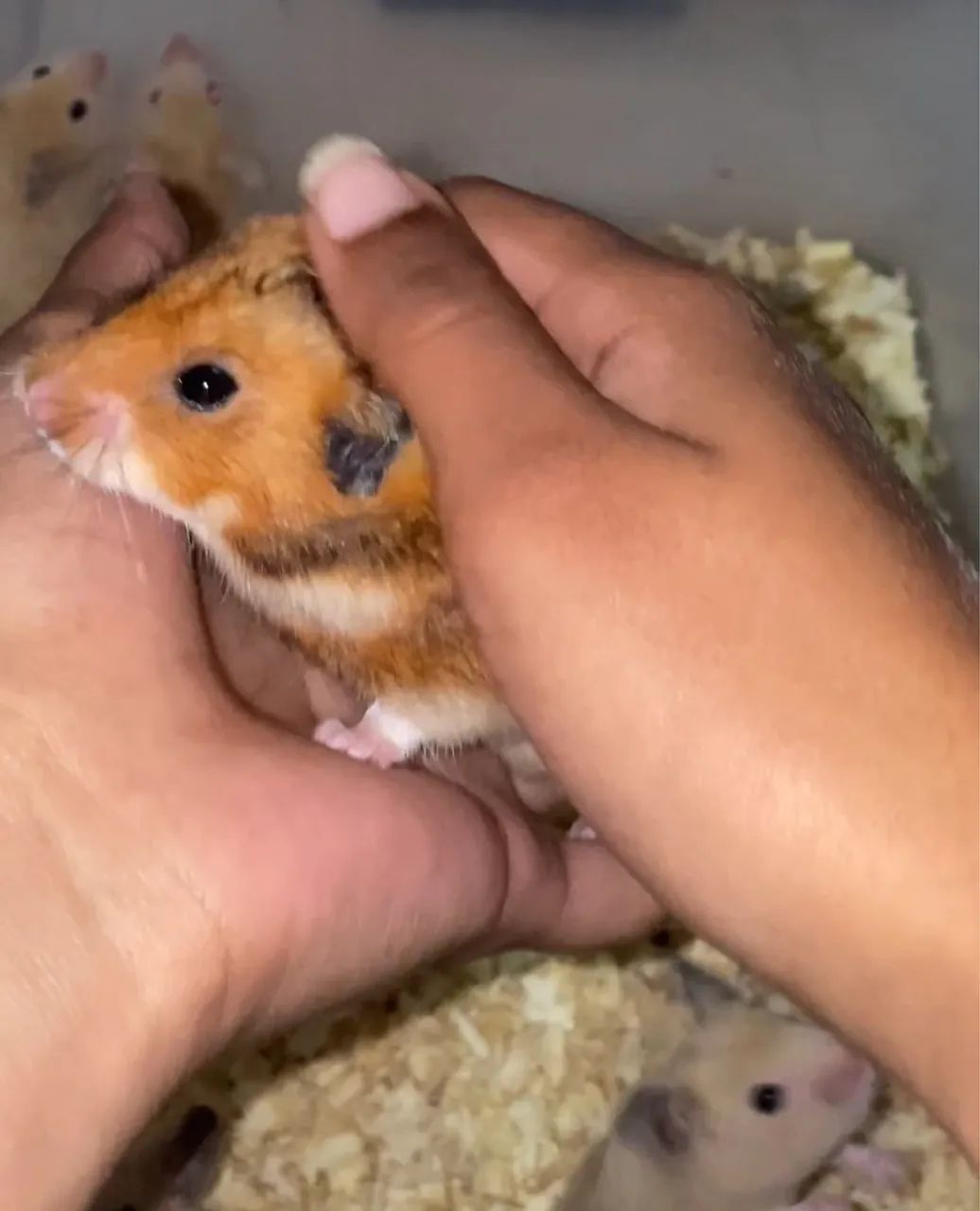 Hamster sírio doação  - Foto 4