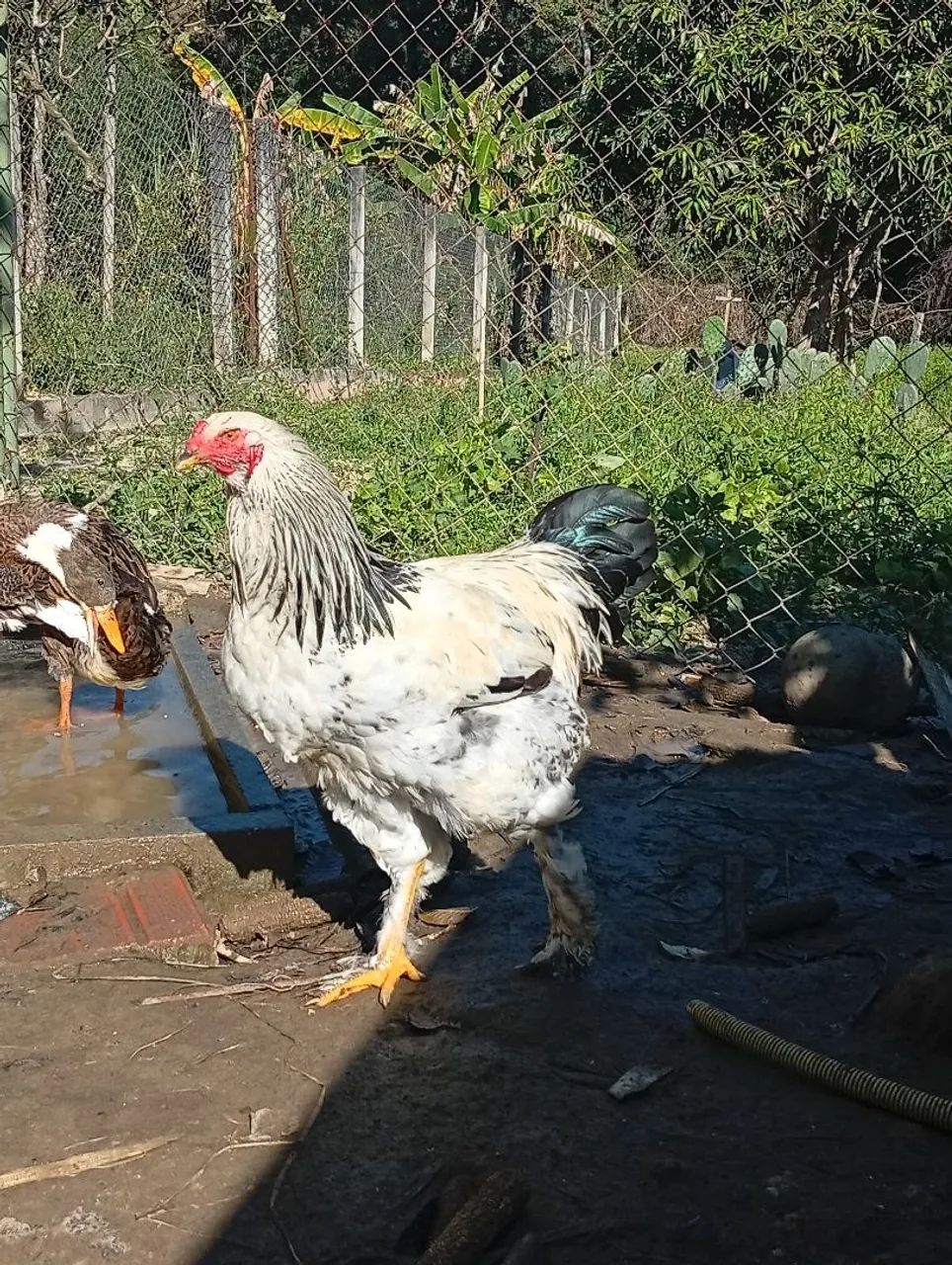 Frangos