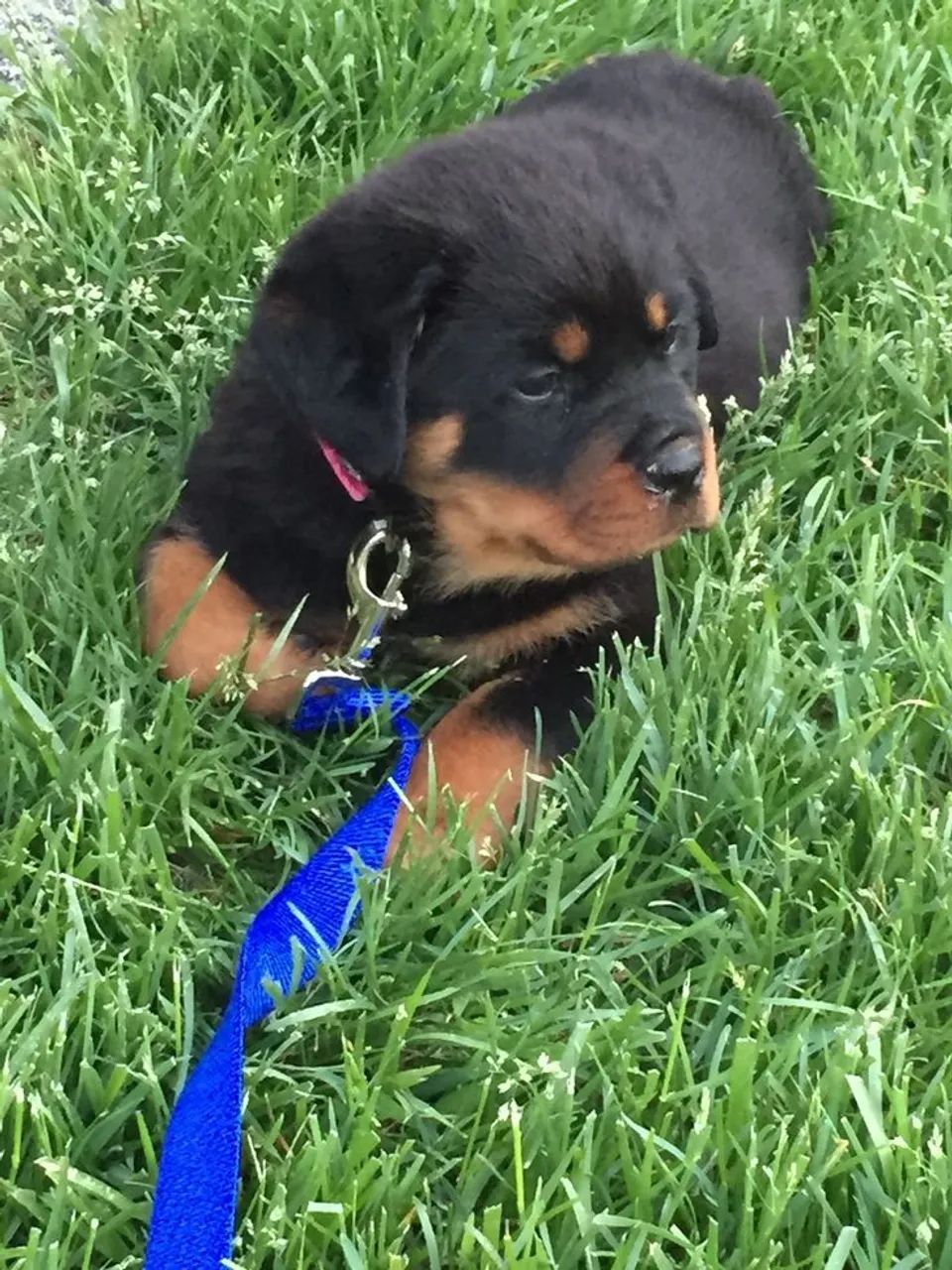 Rottweiler filhotes 