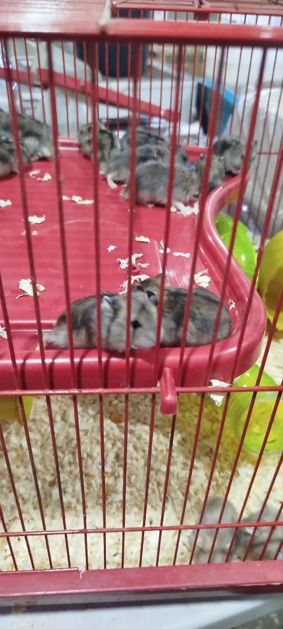 Anão russo  - Foto 4