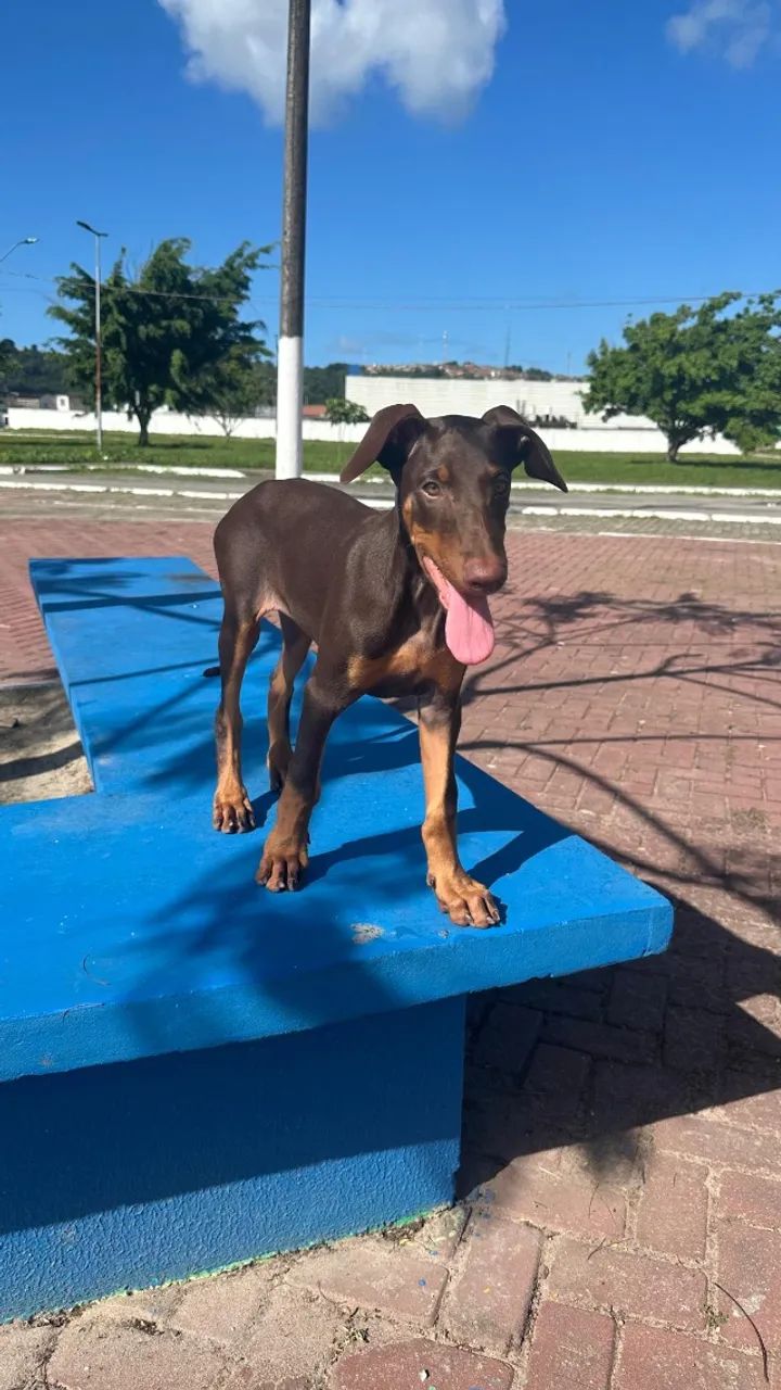 DOBERMAN 4 MESES - Foto 2