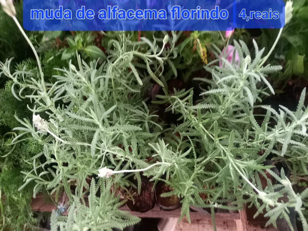 Samambaia e Peperônia - Foto 2