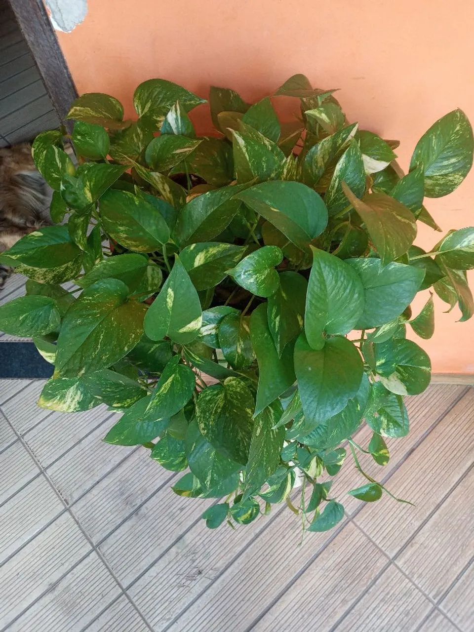 Planta jibóia  - Foto 2