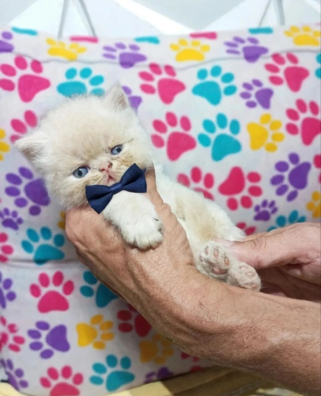 Gato persa  - Foto 2