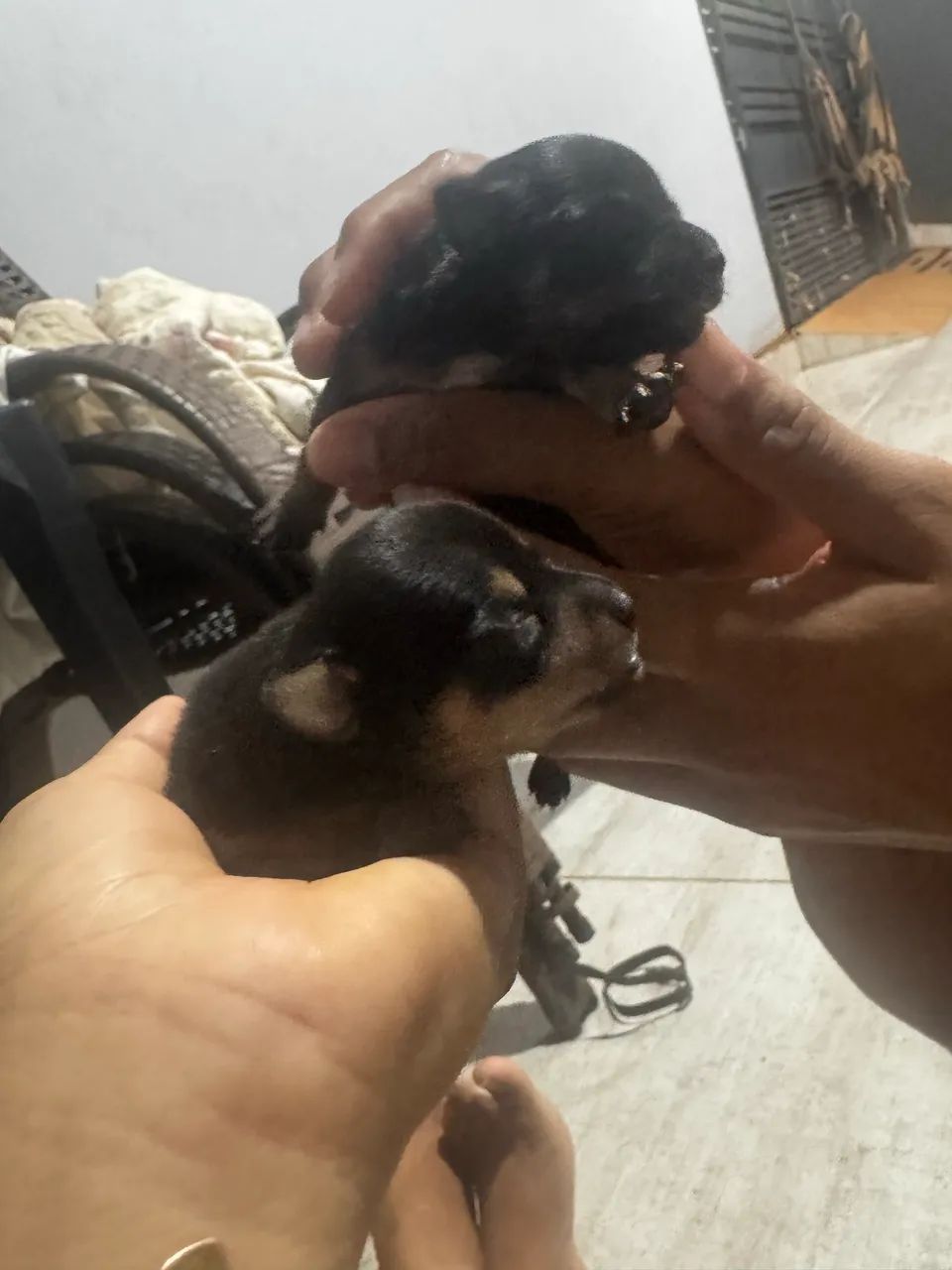 Filhote de pinscher - Foto 5