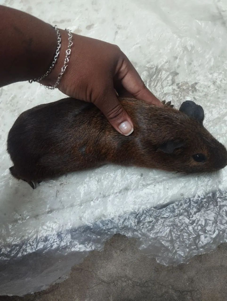 Porquinhos da índia - Foto 4