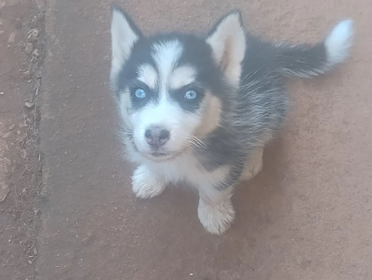 Vende se husk - Foto 2
