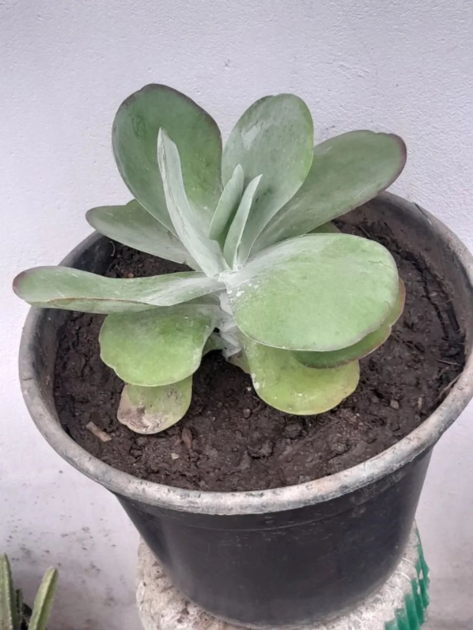 Plantas  - Foto 2