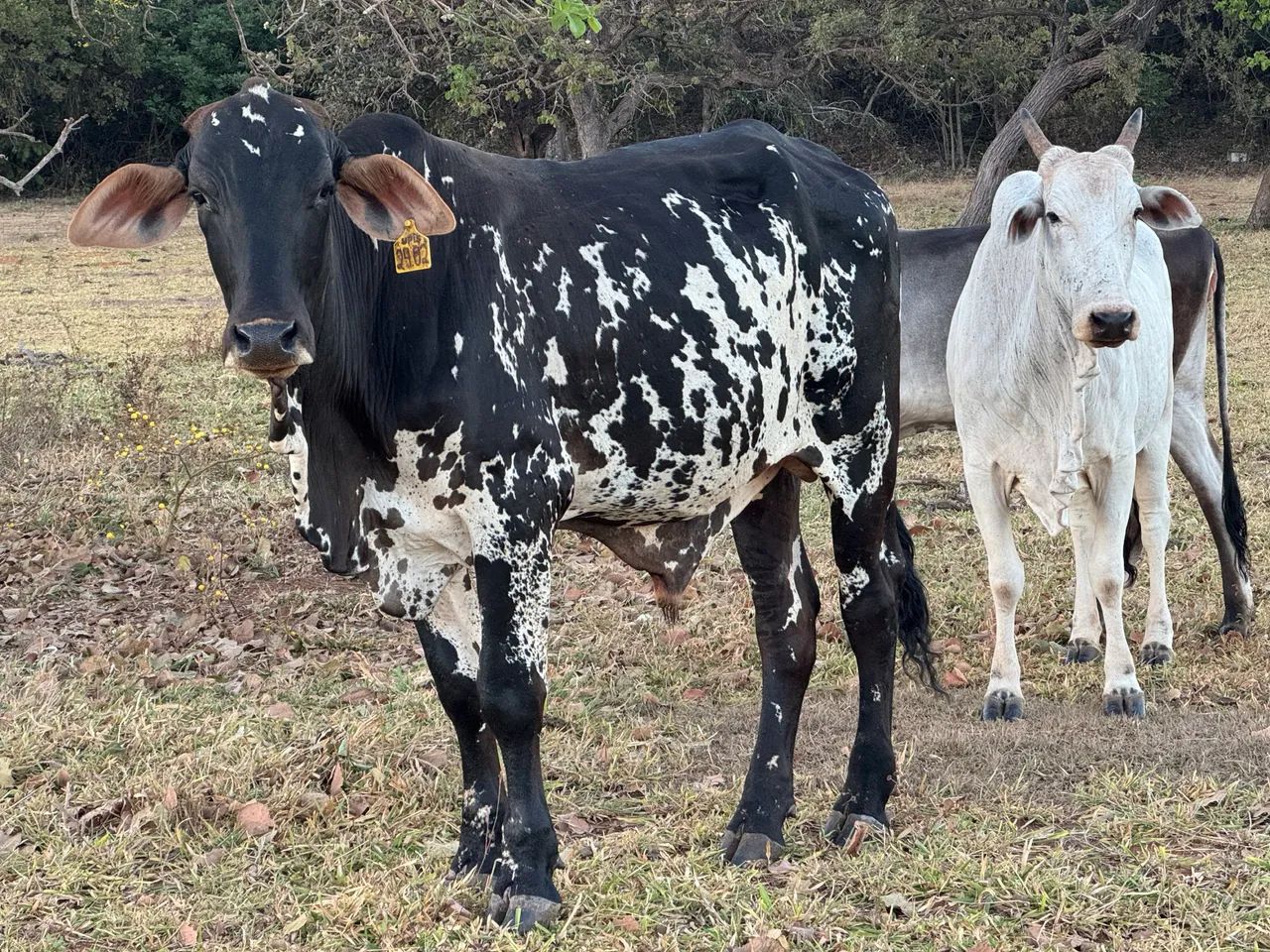 Vacas - Foto 3