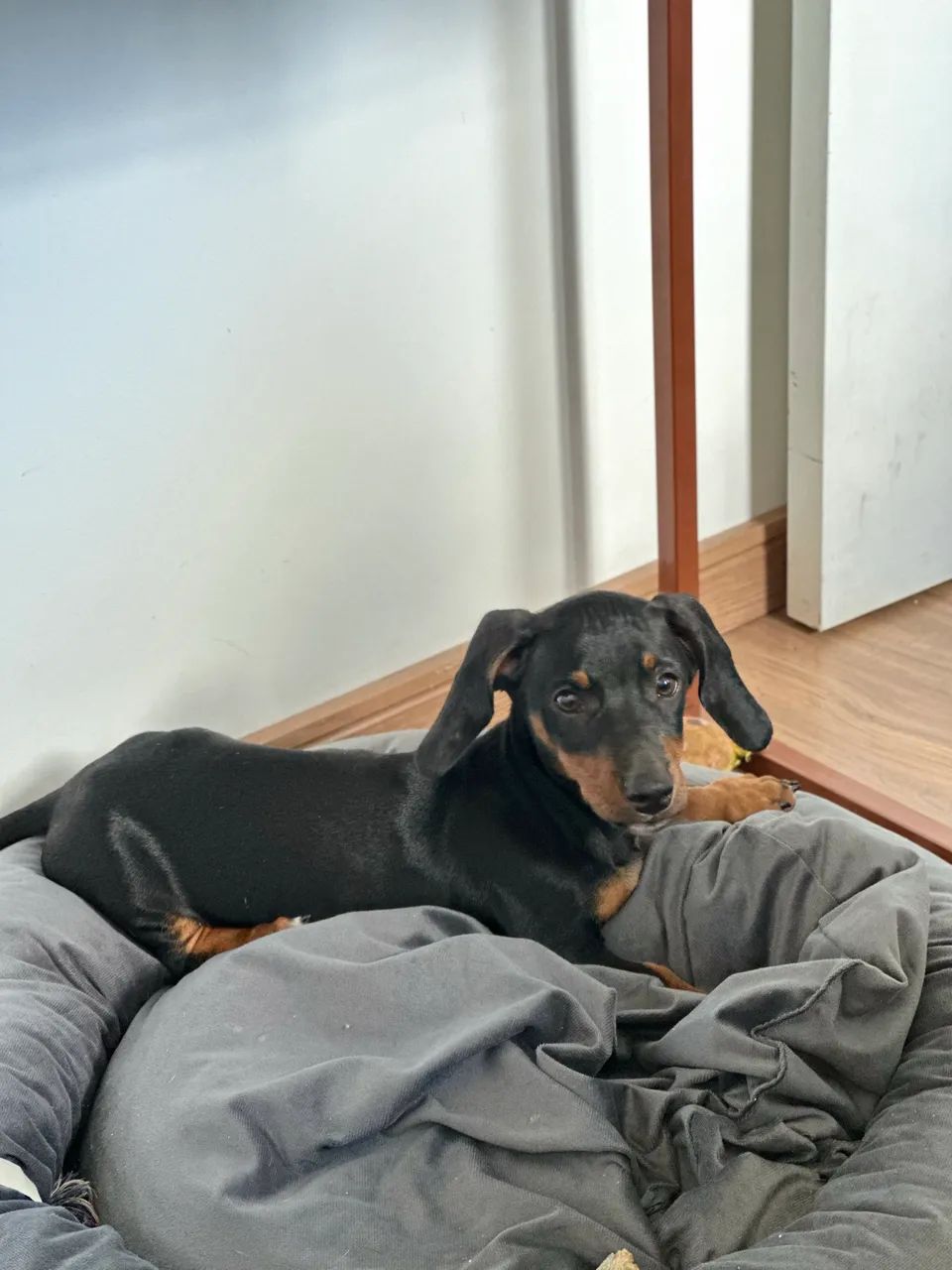 VENDE-SE LINDO BASSET DACHSHUND MINIATURA  - Foto 3