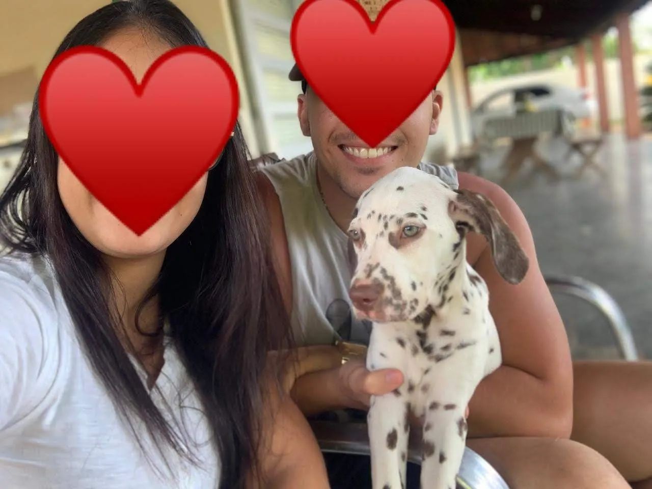 Dalmata encantadores  - Foto 4
