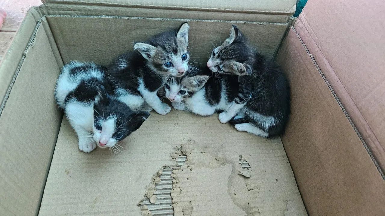 Gatos para adoção 