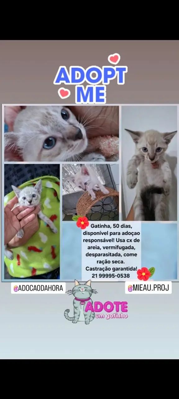 Adoção Responsavel