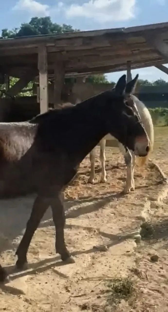 Vendo burro 