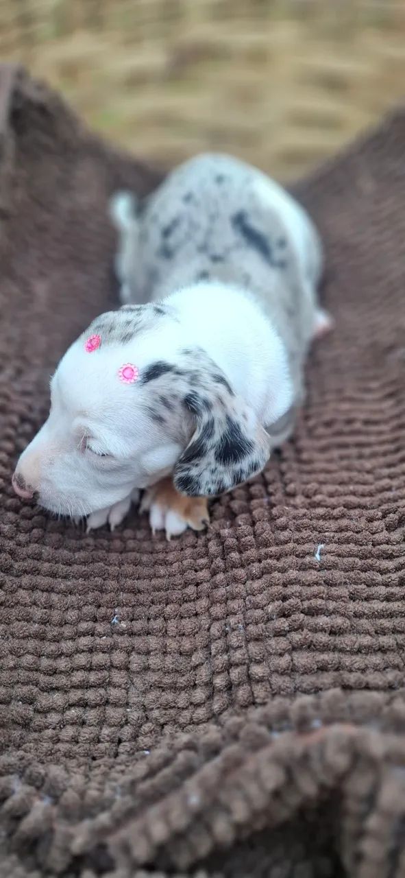 Filhote Dachshund - Foto 2