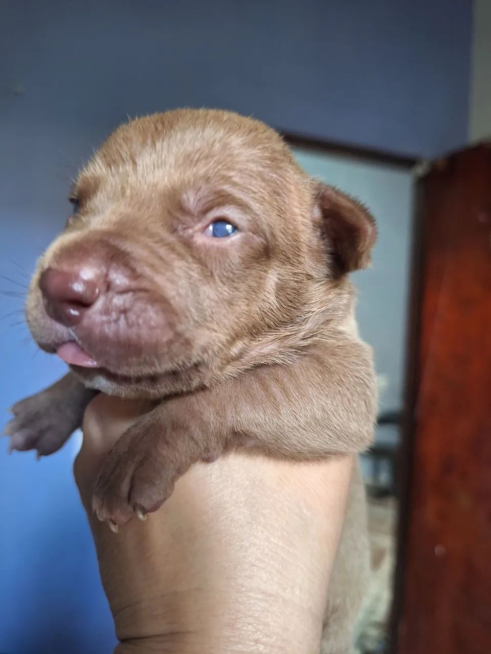 Pitbull tem pedigree pai e mãe  - Foto 2