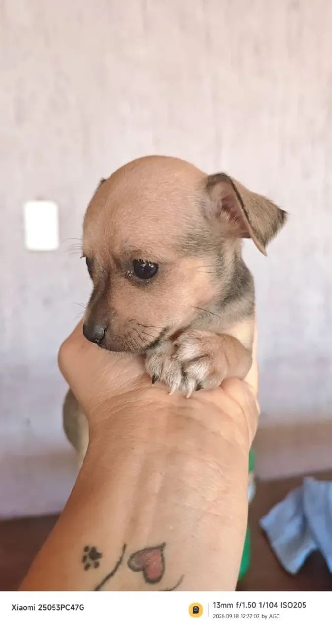 Pinscher  - Foto 2