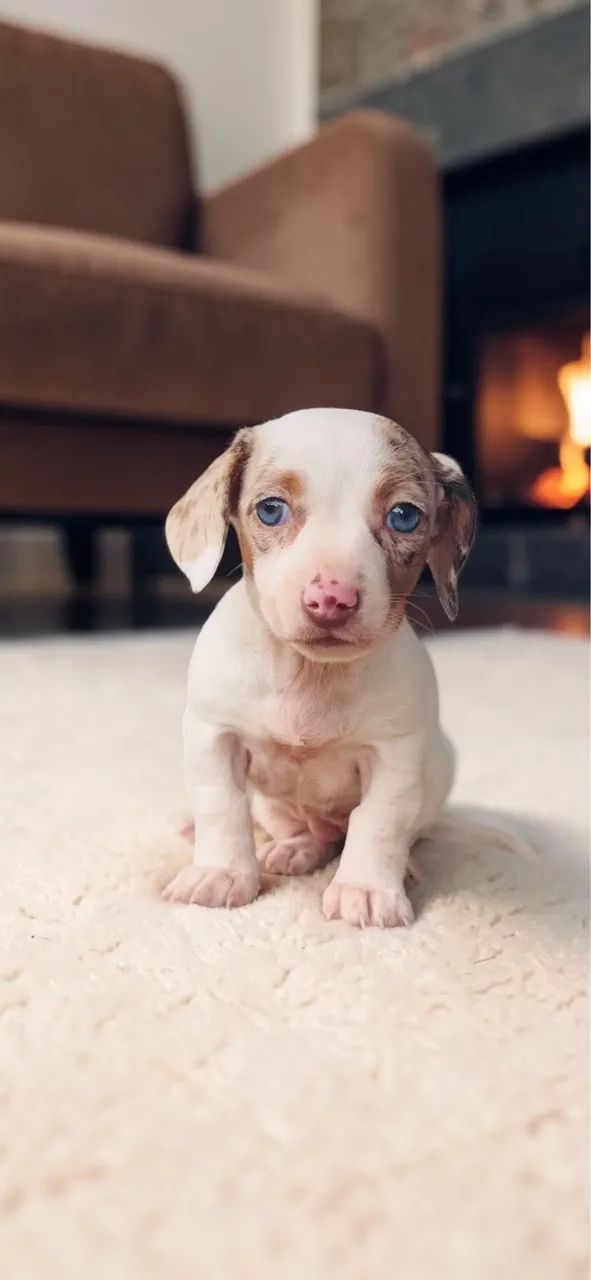 Daschund Mini fêmea  - Foto 4
