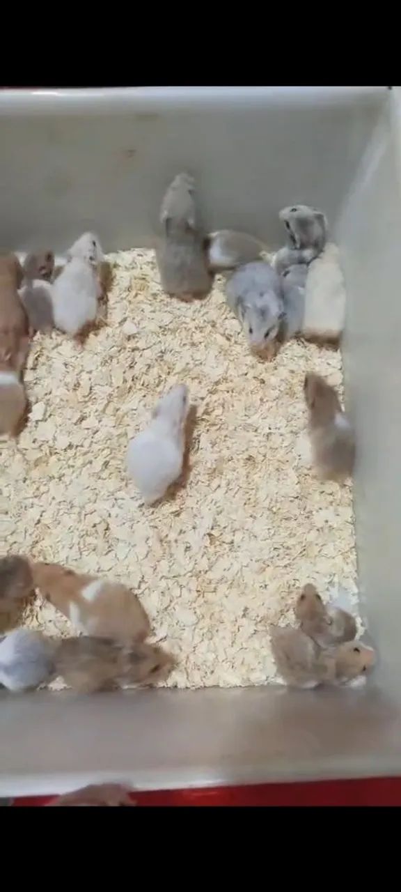 Hamster angorá  - Foto 3