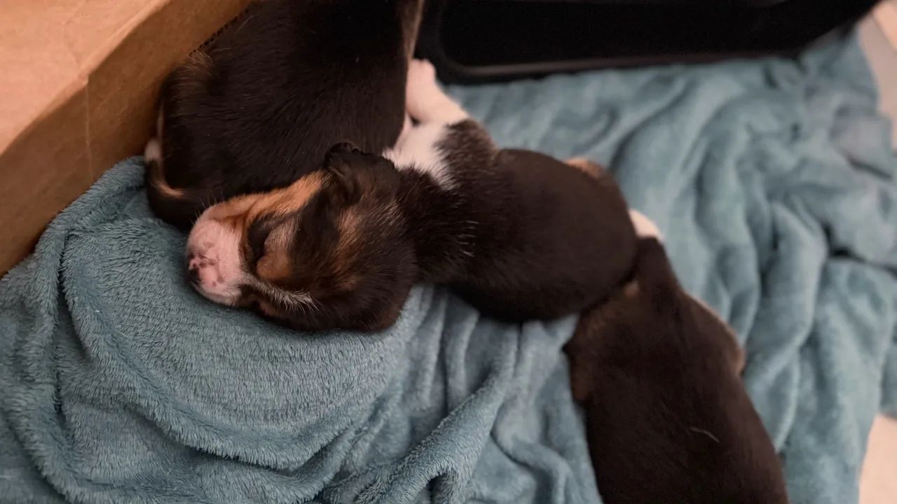 Beagle MACHO - Foto 2