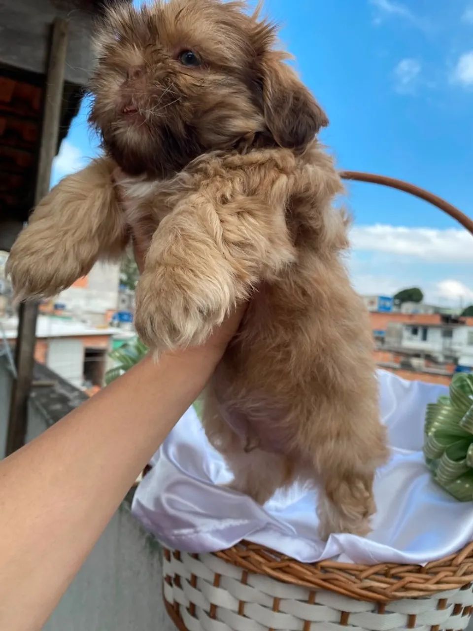 Filhotes de ShihTzu - Foto 2